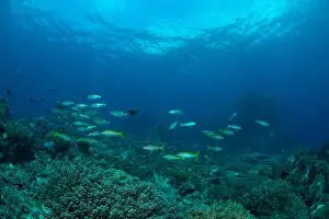 Sahuang Prints: Reefscape - Bangka Island