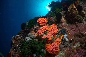 Scape Prints: Reefscape - Bangka Island