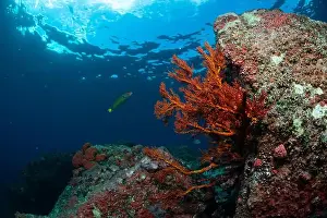 Scape Prints: Reefscape - Bangka Island