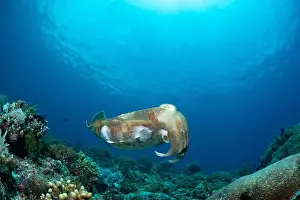 Cuttlefish Prints: Reefscape - Bangka Island