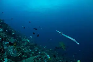 Sahuang Prints: Reefscape - Bangka Island