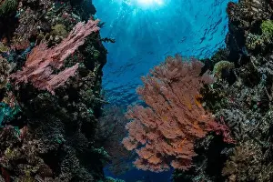 Batu Mandi Prints: Reefscape - Bangka Island