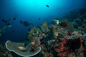 Sahuang Prints: Reefscape - Bangka Island