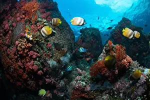 Sahuang Prints: Reefscape - Bangka Island