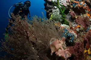 Scape Prints: Reefscape - Bangka Island