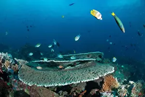 Sahuang Prints: Reefscape - Bangka Island