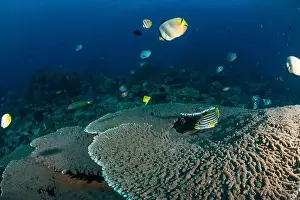 Sahuang Prints: Reefscape - Bangka Island