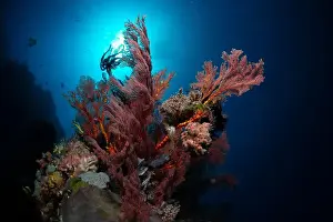 Scape Prints: Reefscape - Bangka Island