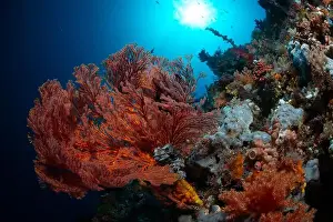 Scape Prints: Reefscape - Bangka Island