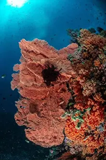 Sahuang Prints: Reefscape - Bangka Island
