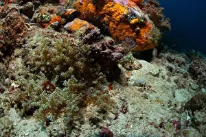 Sahuang Prints: Reefscape - Bangka Island