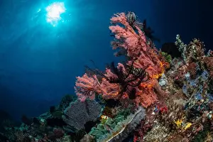 Batu Mandi Prints: Reefscape - Bangka Island