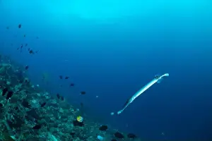 Sahuang Prints: Reefscape - Bangka Island