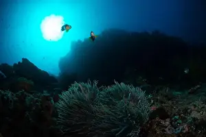 Sahuang Prints: Reefscape - Bangka Island