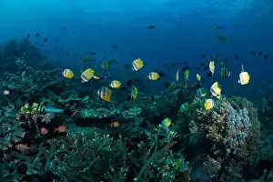 Demak Prints: Reefscape - Bangka Island