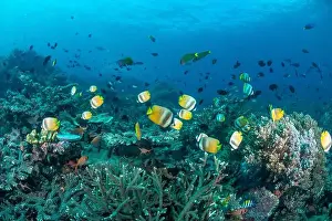 Demak Prints: Reefscape - Bangka Island