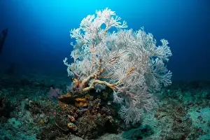 Scape Prints: Reefscape - Bangka Island