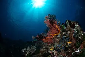 Demak Prints: Reefscape - Bangka Island