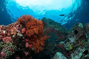 Scape Prints: Reefscape - Bangka Island