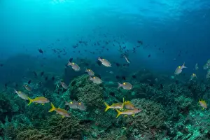 Demak Prints: Reefscape - Bangka Island