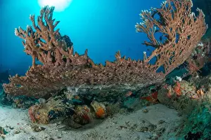 Demak Prints: Reefscape - Bangka Island