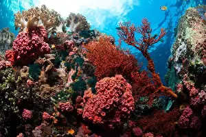 Demak Prints: Reefscape - Bangka Island
