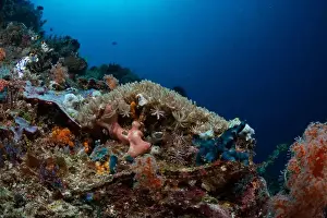 Demak Prints: Reefscape - Bangka Island