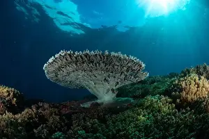 Demak Prints: Reefscape - Bangka Island