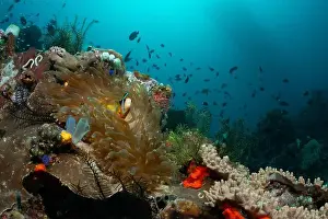 Demak Prints: Reefscape - Bangka Island