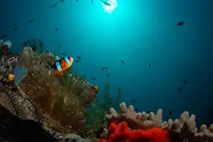 Demak Prints: Reefscape - Bangka Island