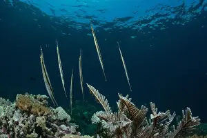 Demak Prints: Reefscape - Bangka Island