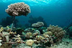 Demak Prints: Reefscape - Bangka Island