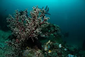 Bosabora Prints: Reefscape - Bangka Island