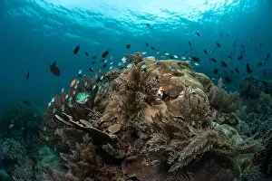 Bosabora Prints: Reefscape - Bangka Island