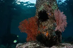 Demak Prints: Reefscape - Bangka Island