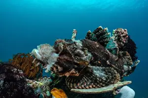 Demak Prints: Reefscape - Bangka Island