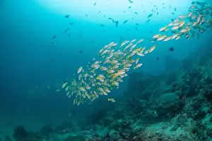 Bosabora Prints: Reefscape - Bangka Island