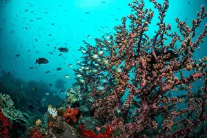 Bosabora Prints: Reefscape - Bangka Island