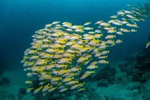 Bosabora Prints: Reefscape - Bangka Island