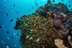 Demak Prints: Reefscape - Bangka Island