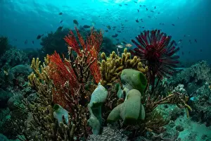 Bosabora Prints: Reefscape - Bangka Island