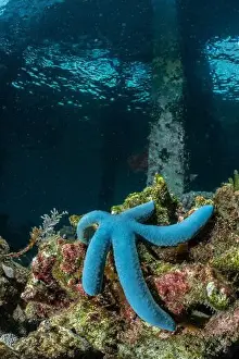 Demak Prints: Reefscape - Bangka Island