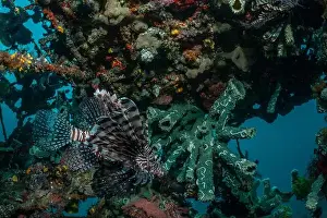 Demak Prints: Reefscape - Bangka Island