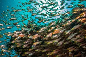Demak Prints: Reefscape - Bangka Island