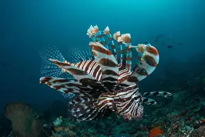 Demak Prints: Reefscape - Bangka Island