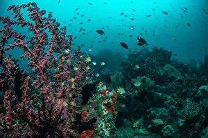Reefscape - Bangka Island