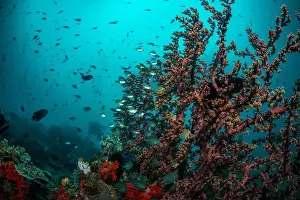 Bosabora Prints: Reefscape - Bangka Island
