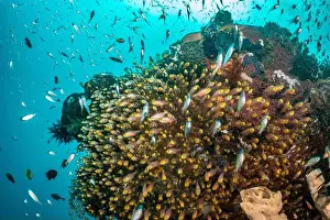 Demak Prints: Reefscape - Bangka Island