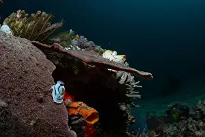 Demak Prints: Reefscape - Bangka Island