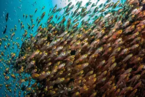 Demak Prints: Reefscape - Bangka Island